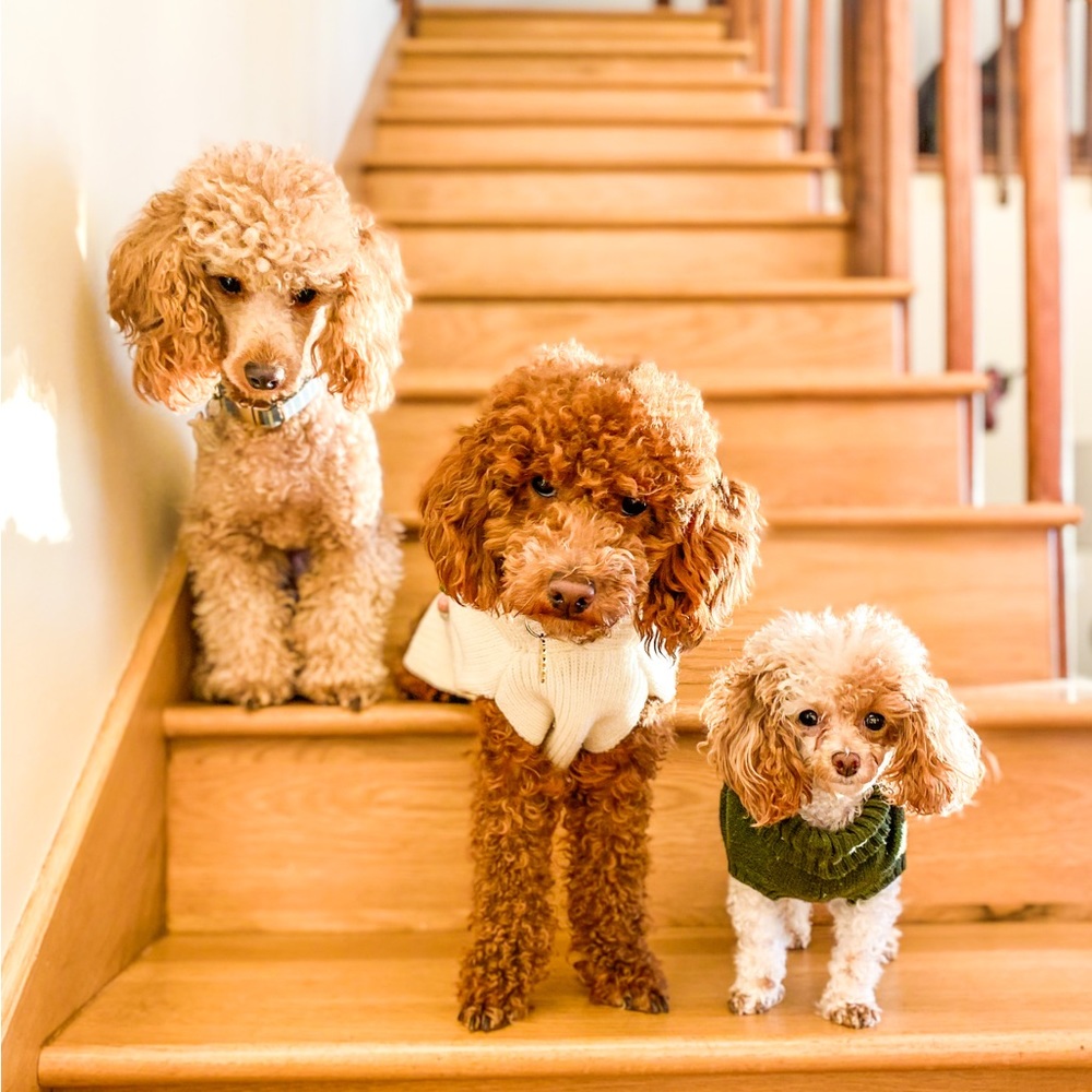 Meet the cute poodles!
